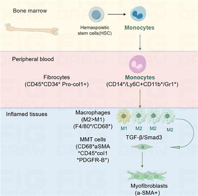 Transformation of macrophages into myofibroblasts in fibrosis-related diseases: emerging biological concepts and potential mechanism